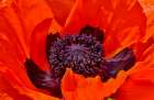 USA, Oregon. Garden in full bloom with close-up of poppy Art Print